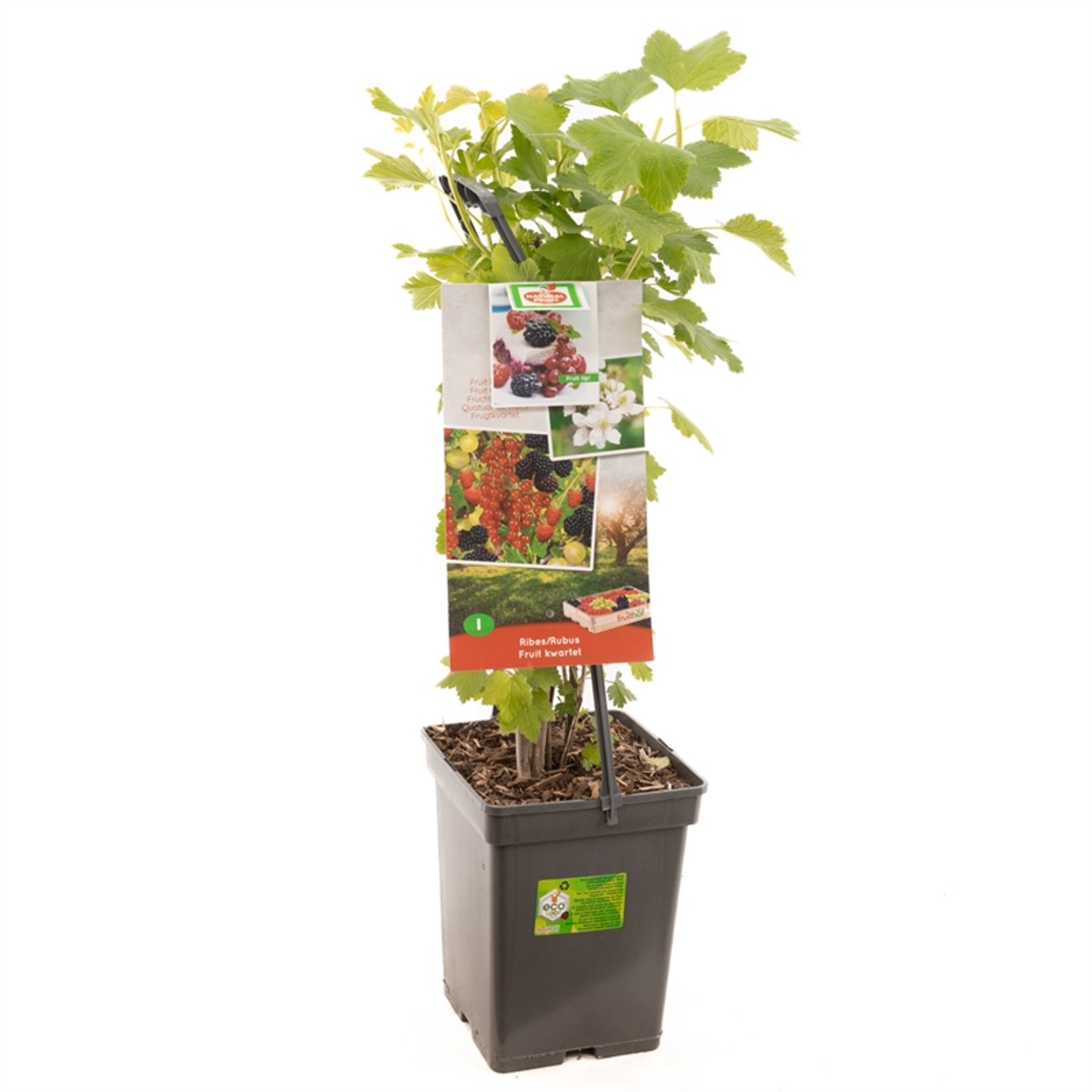 Ribes / Rubus Fruitkwartet - 50-60 CM Carry Handle C5
